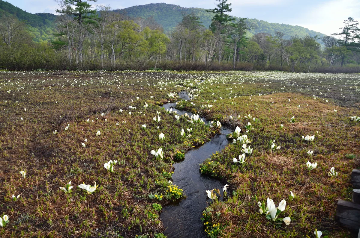 投稿写真：ミズバショウの原野