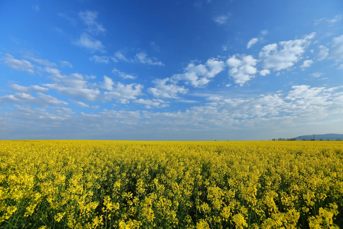 投稿写真：南モラヴィア　一面の菜の花