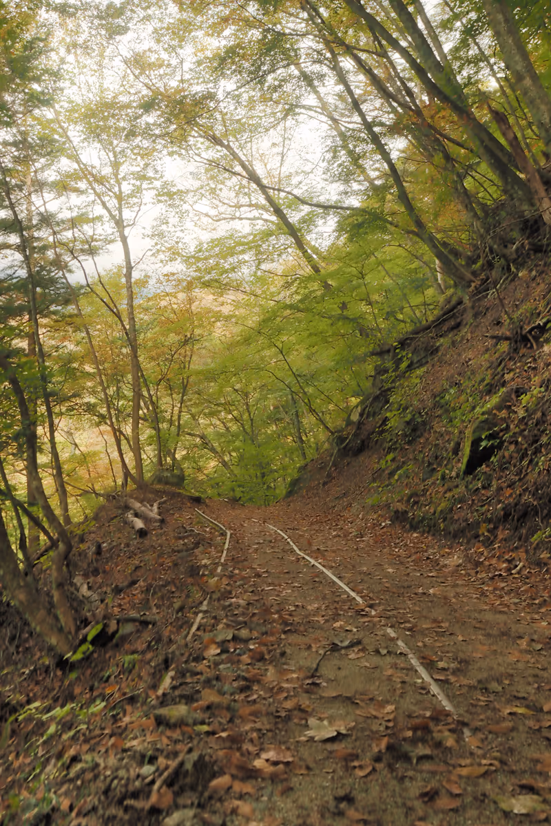 投稿写真：西沢渓谷　秋の道