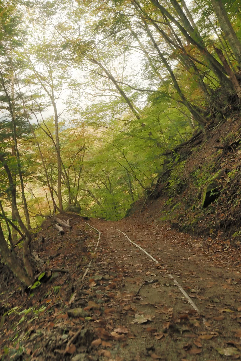 投稿写真：西沢渓谷　秋の道