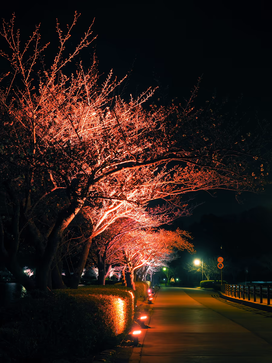 投稿写真：千波湖の桜並木
