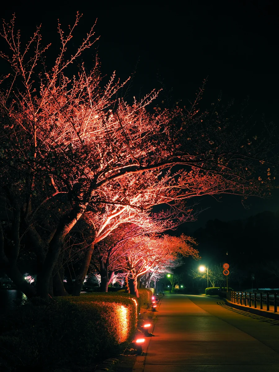 投稿写真：千波湖の桜並木