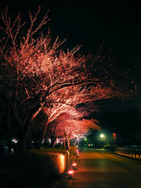 投稿：千波湖の桜並木
