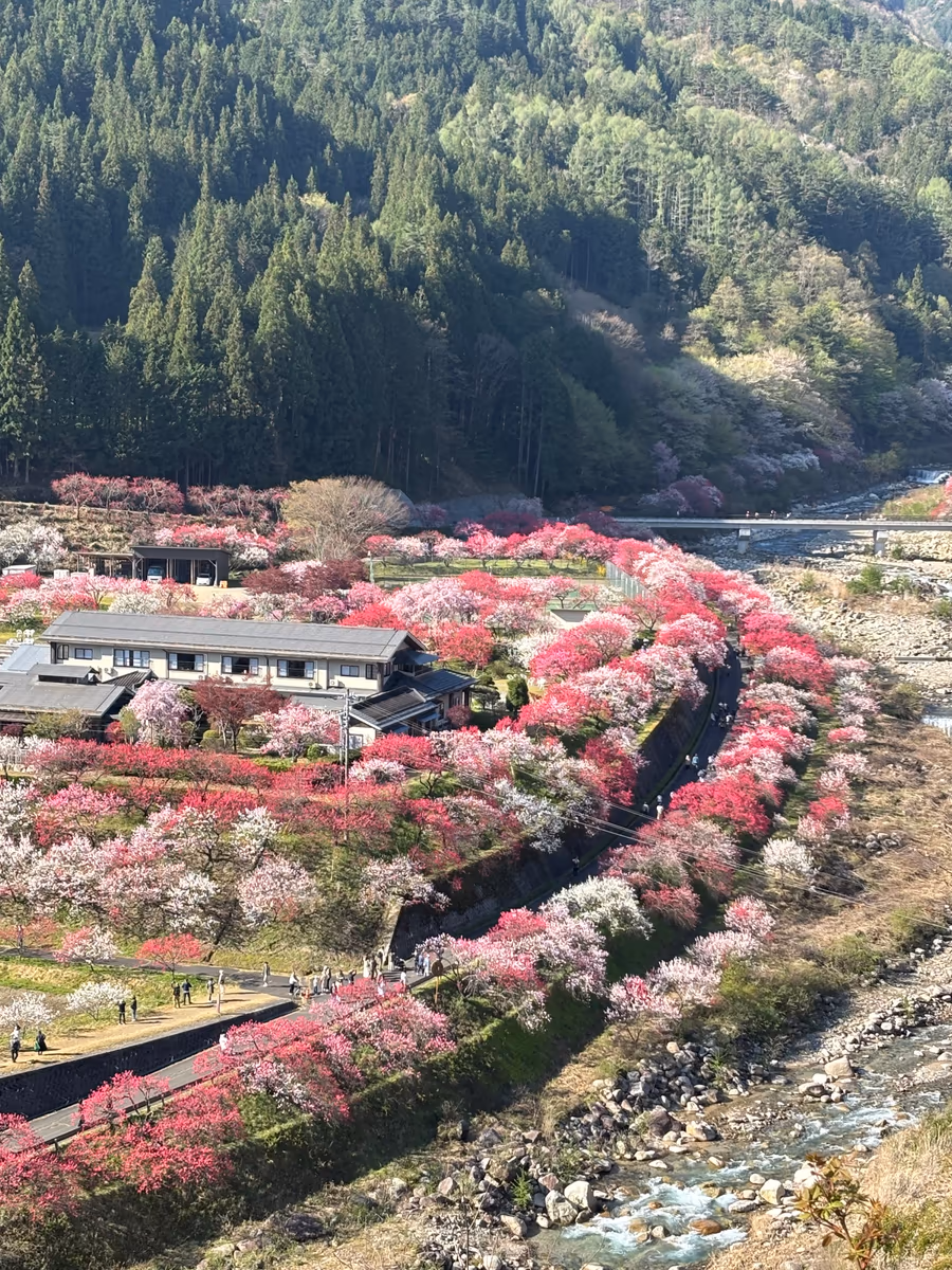 投稿写真：阿智村の春