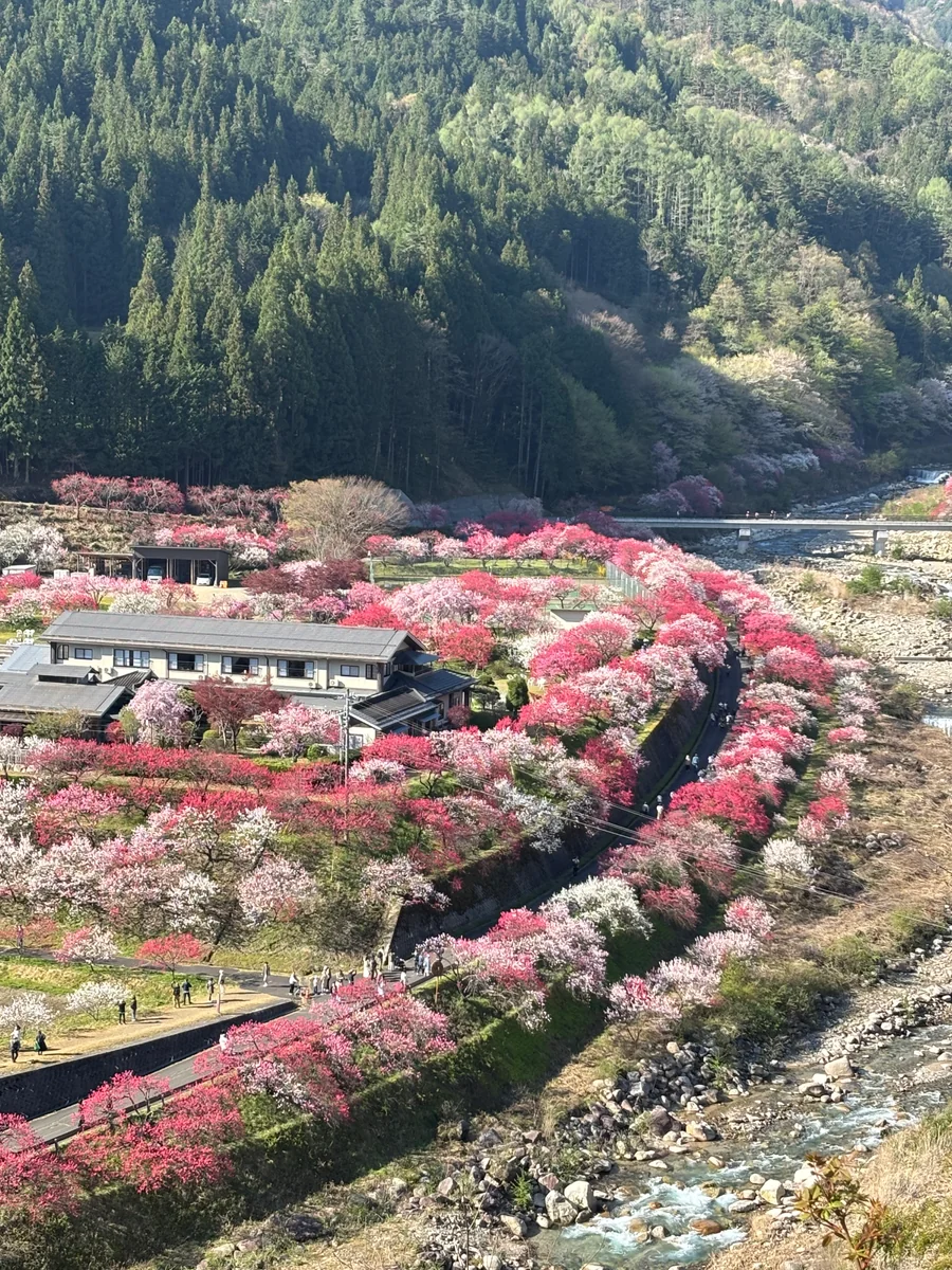 投稿写真：阿智村の春
