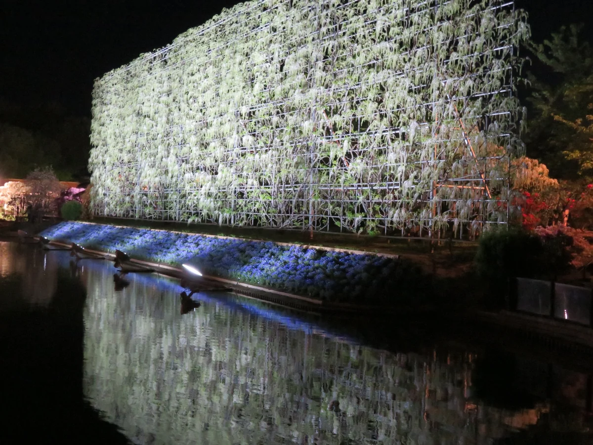 投稿写真：『白藤の滝』／あしかがフラワーパーク