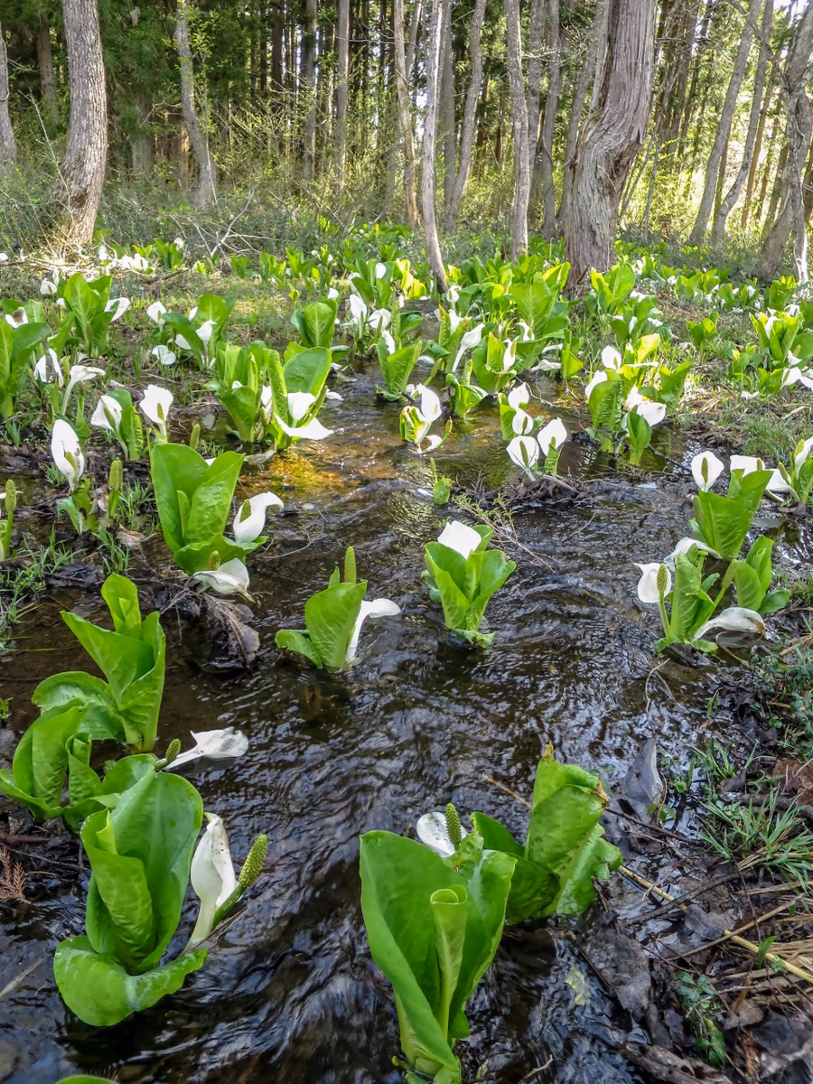 投稿写真：水芭蕉