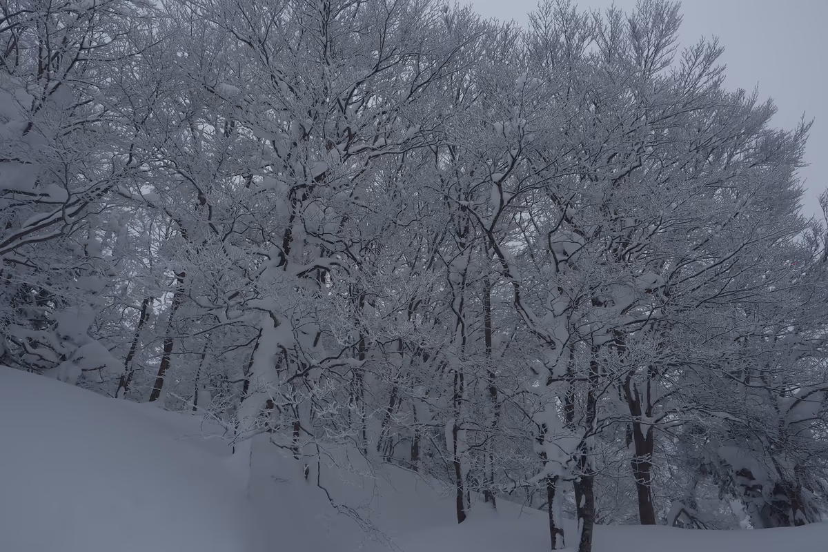 投稿写真：樹氷