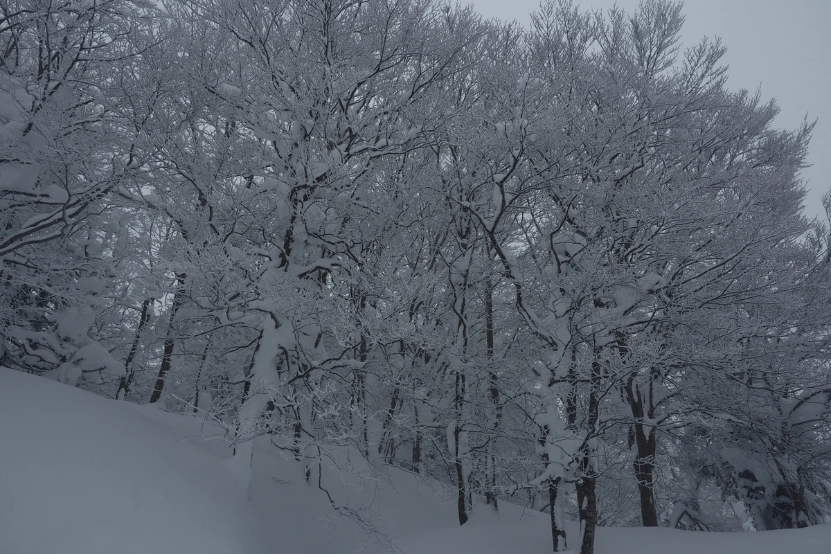投稿写真：樹氷