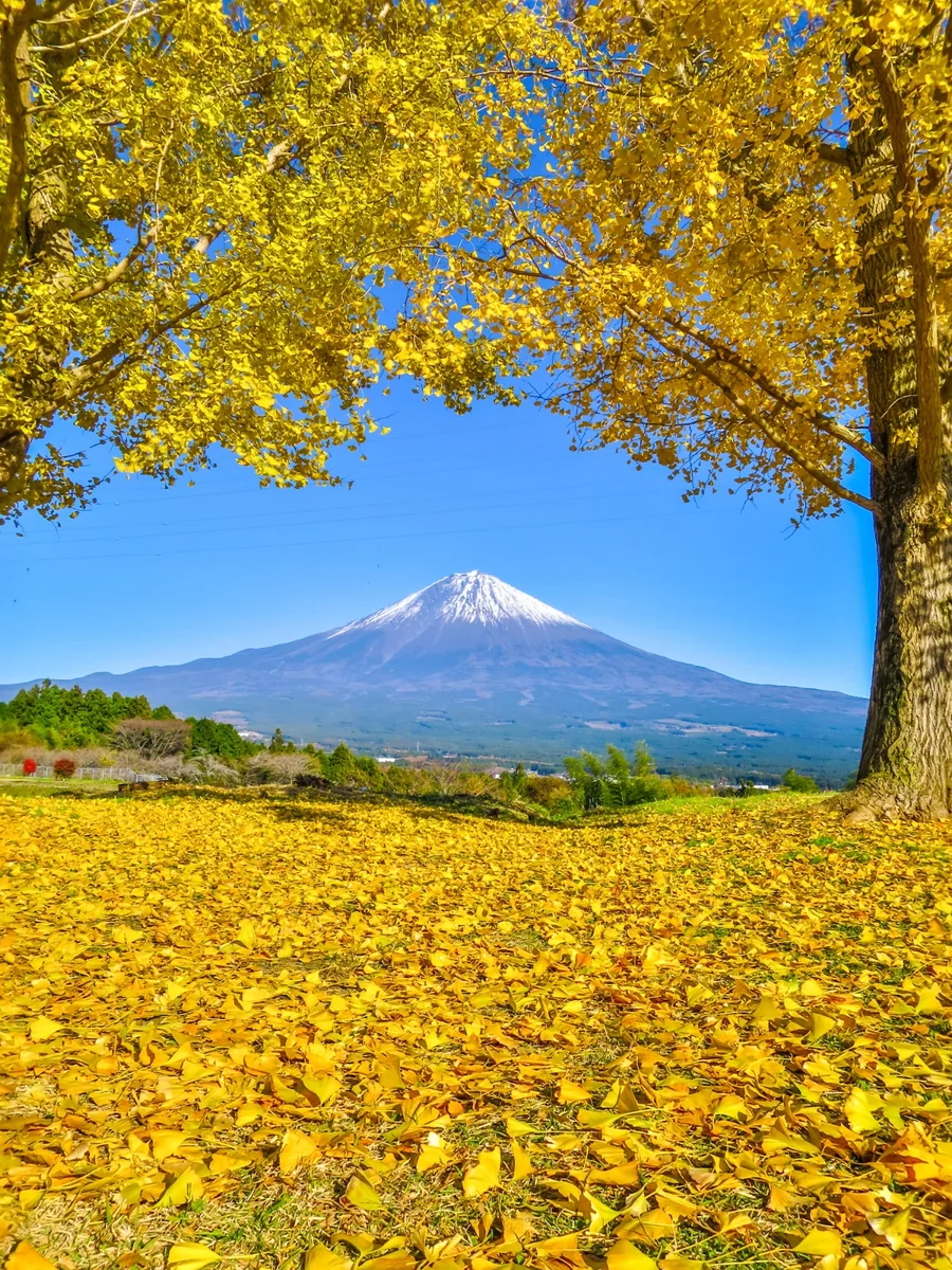 投稿写真：イチョウの黄葉と黄金の絨毯と富士山