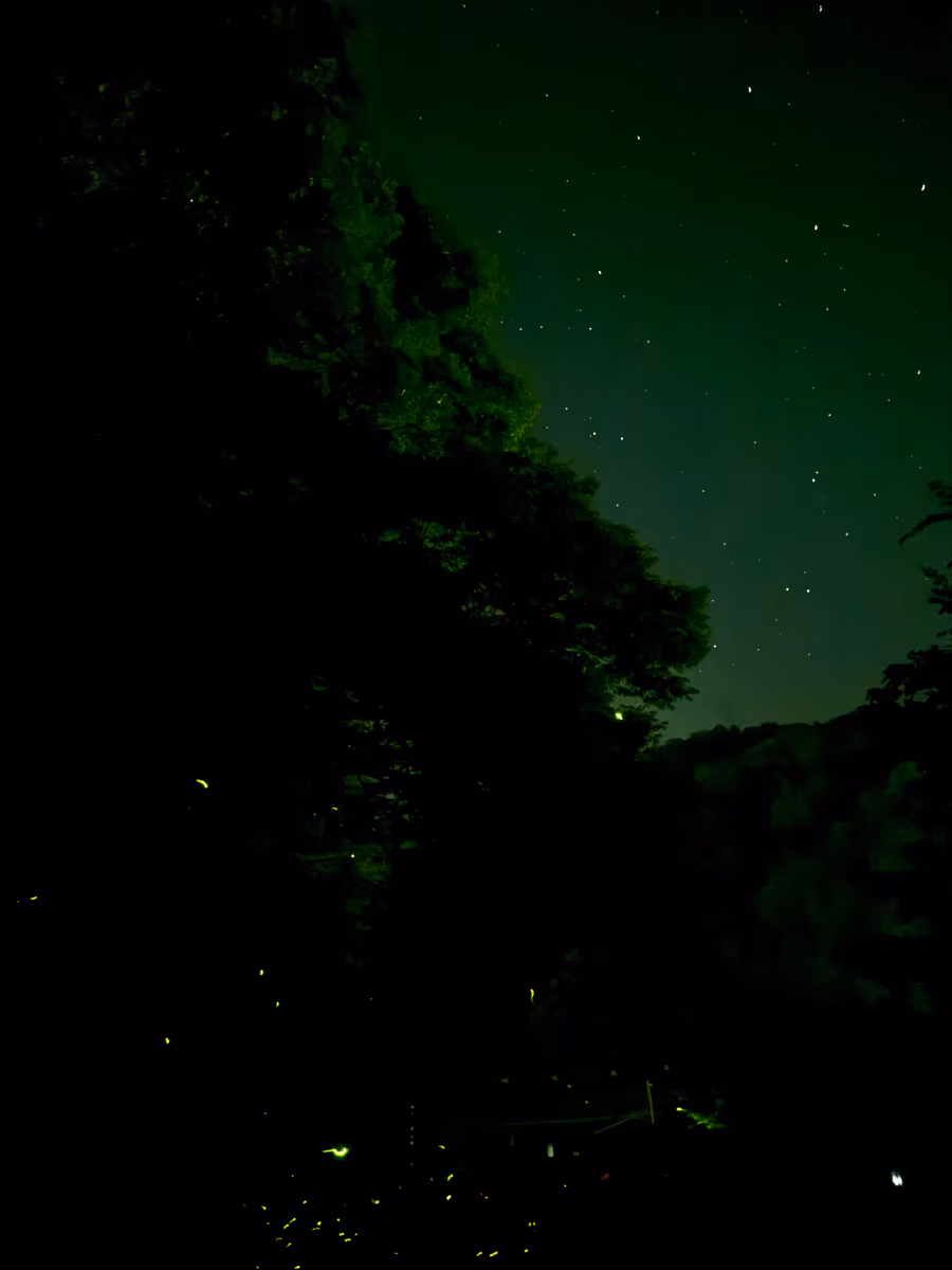 投稿写真：天へ昇り星空になった蛍達が織りなす幽玄の世界