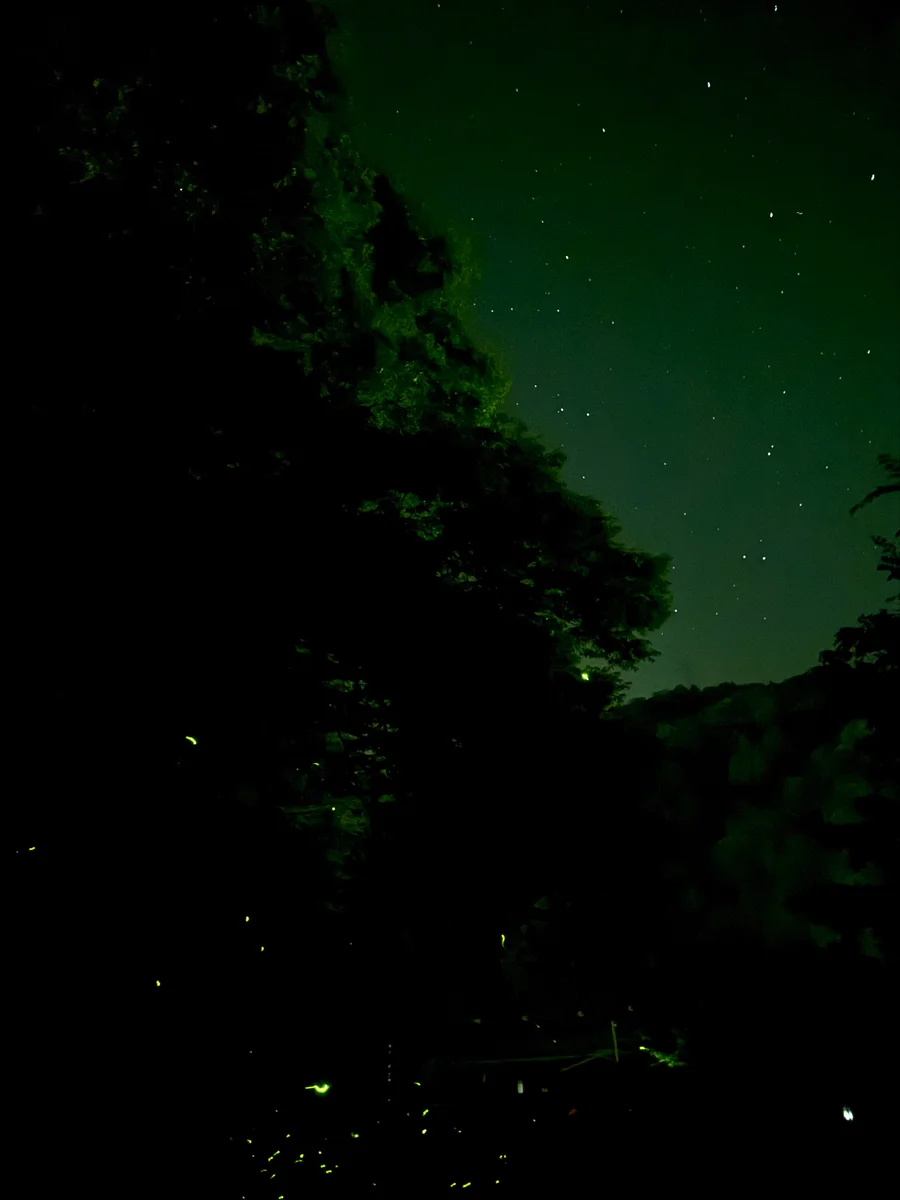 投稿写真：天へ昇り星空になった蛍達が織りなす幽玄の世界