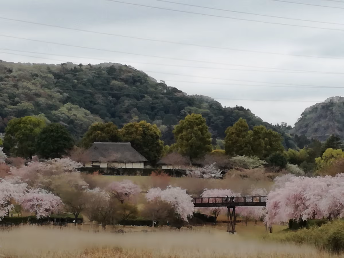 投稿写真：里山の春
