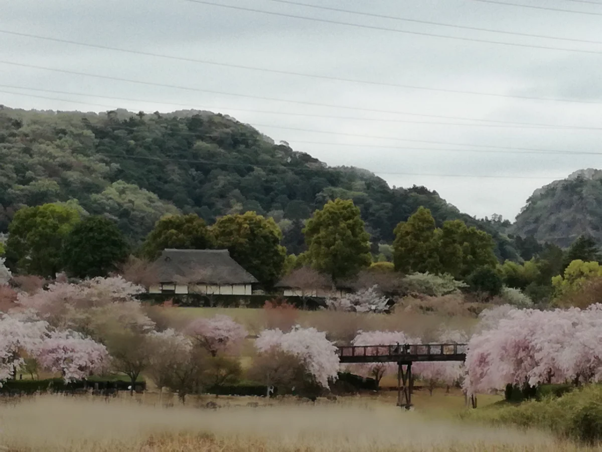 投稿写真：里山の春