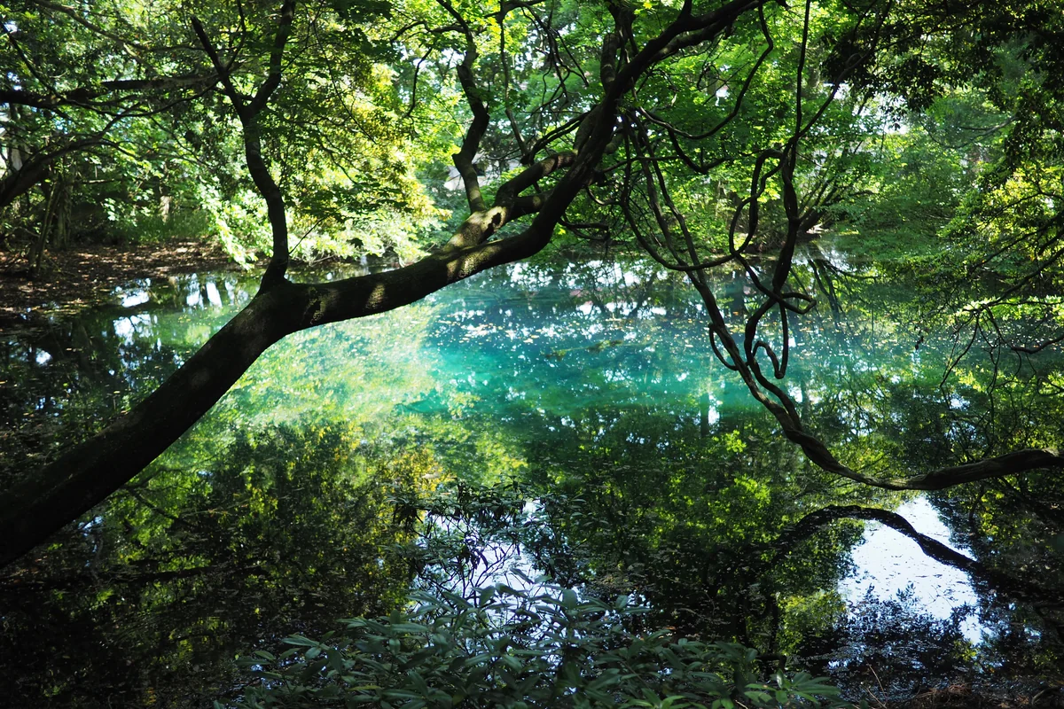 投稿写真：丸池様