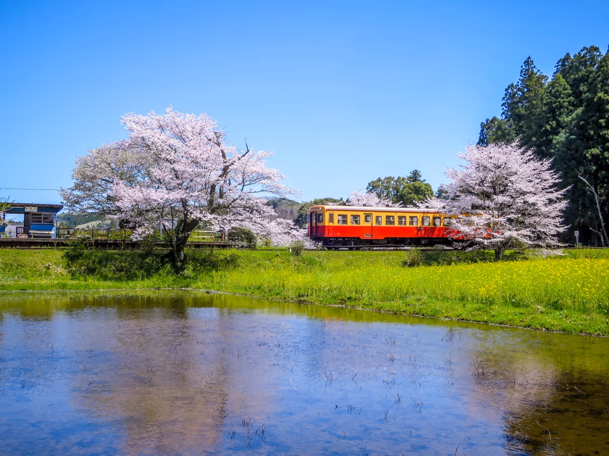 投稿写真：満開の桜と菜の花と小湊鉄道