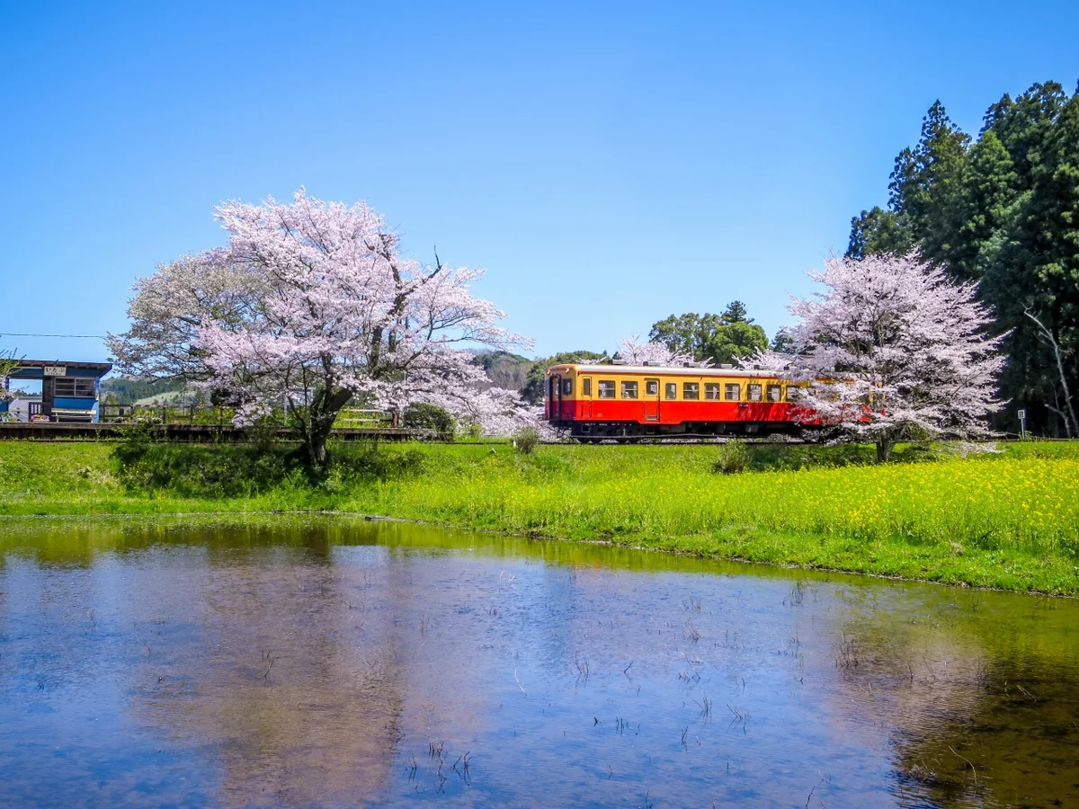 投稿写真：満開の桜と菜の花と小湊鉄道
