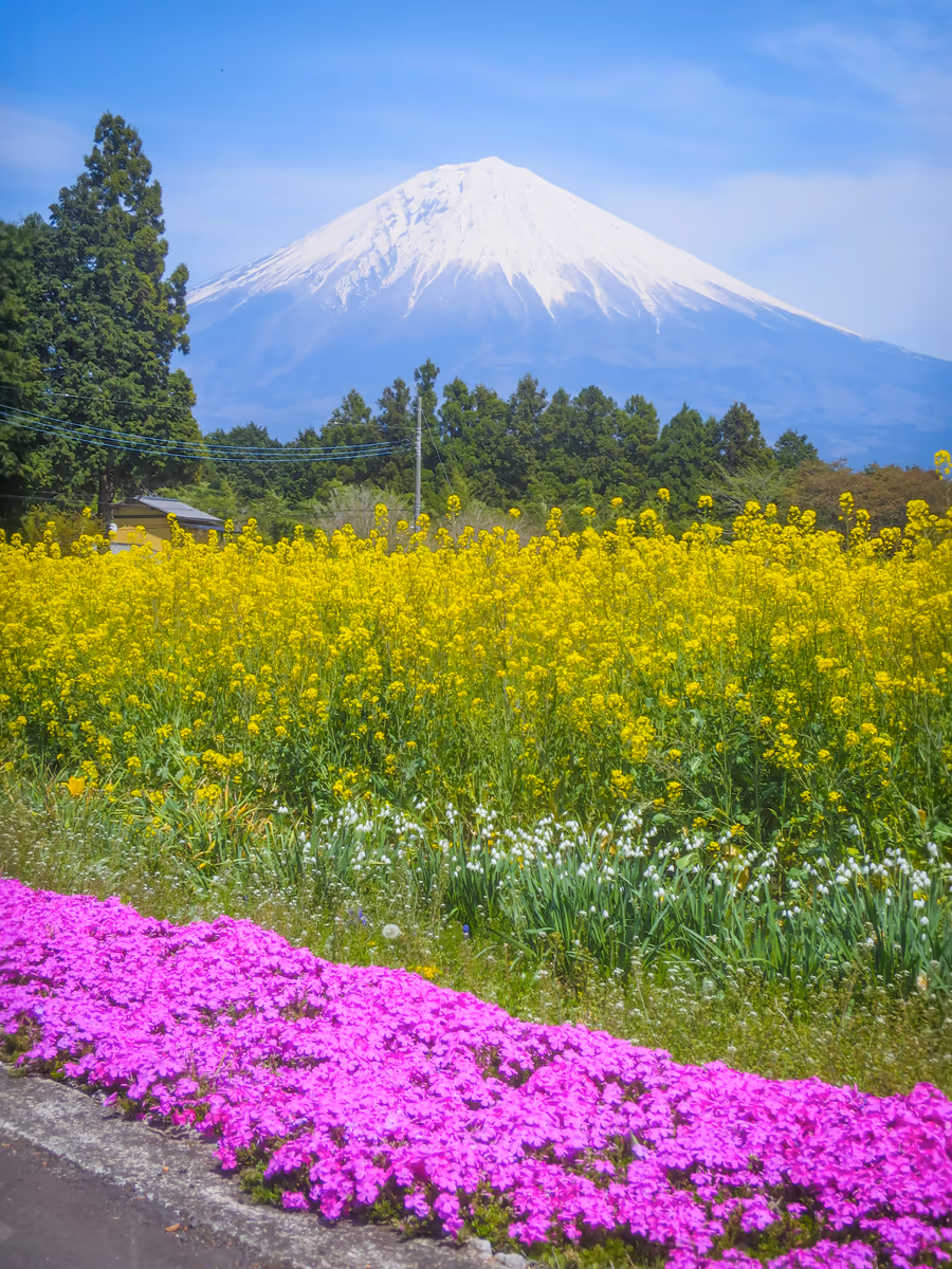 投稿写真：菜の花と芝桜と富士山