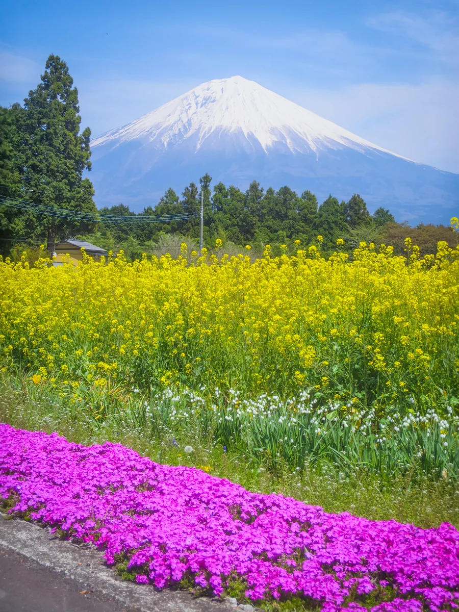 投稿写真：菜の花と芝桜と富士山