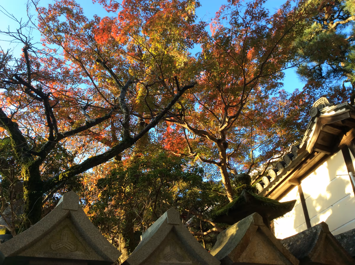 投稿写真：秋空