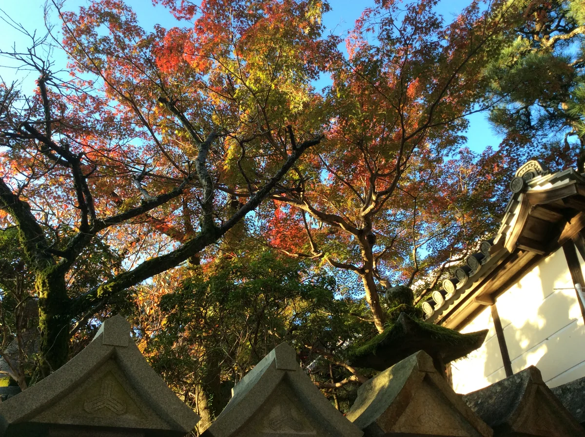 投稿写真：秋空