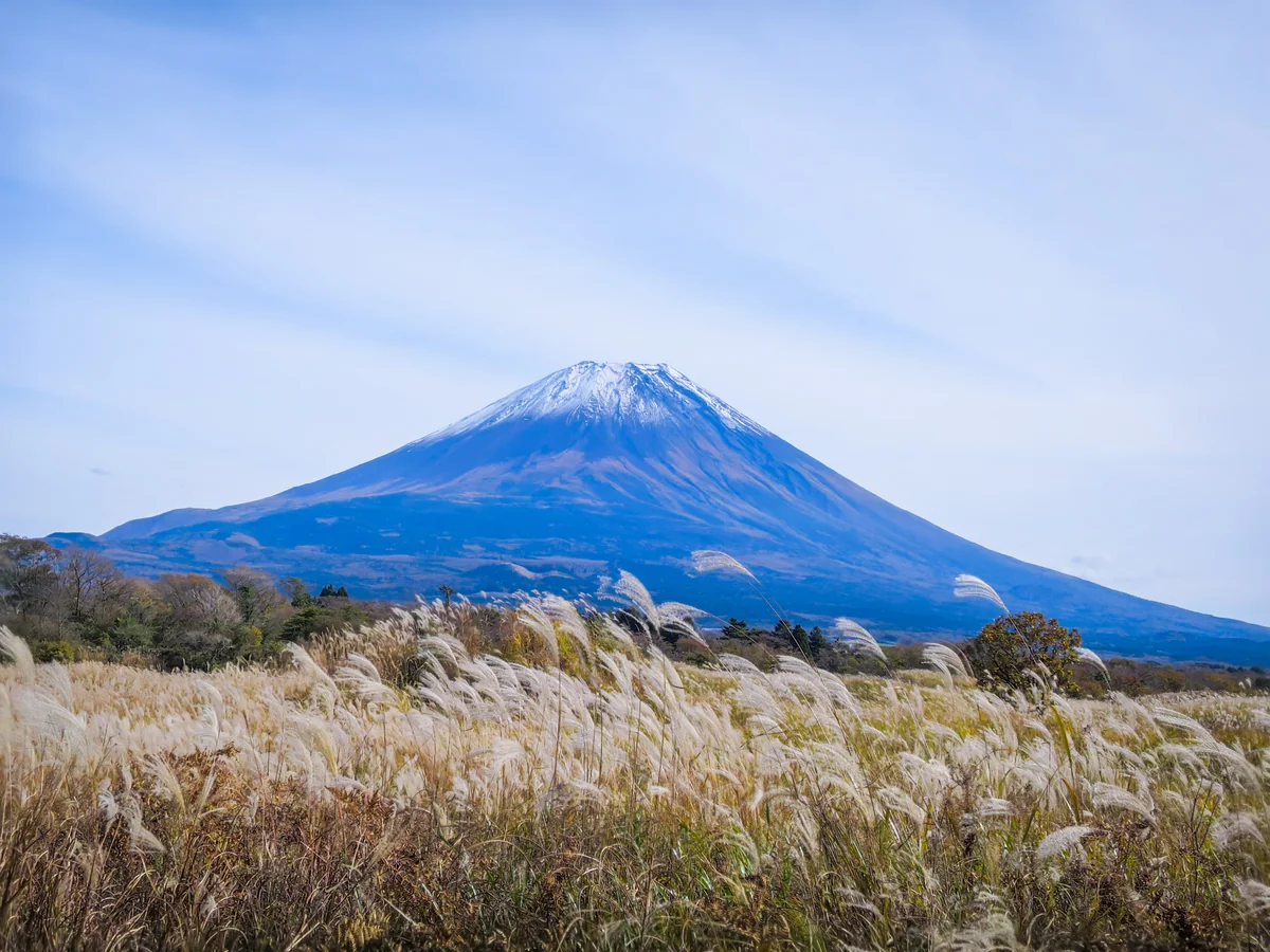 投稿写真：すすきと冠雪富士