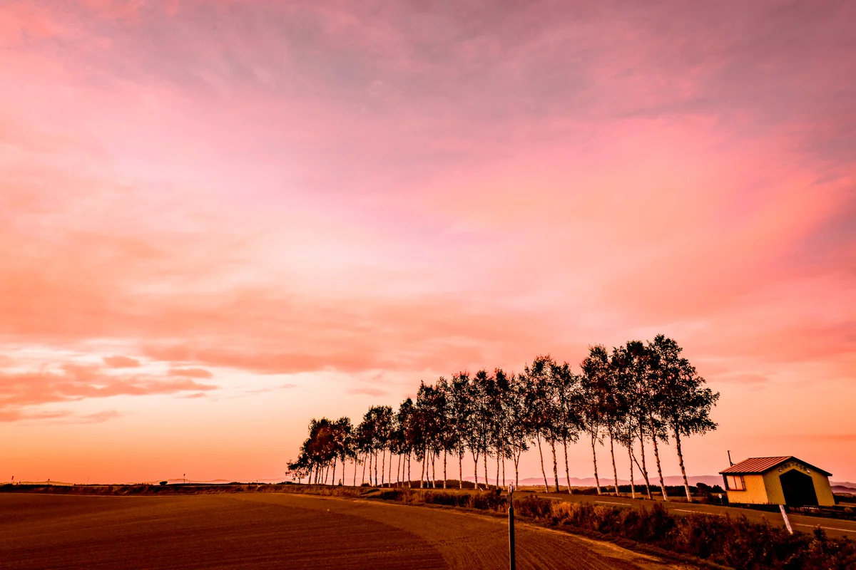 投稿写真：夕陽を浴びるセブンスターの木