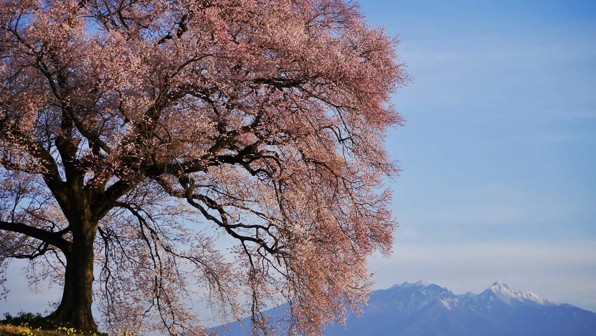 投稿写真：わに塚の一本桜