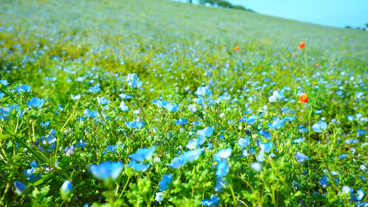 投稿写真：ネモフィラの丘