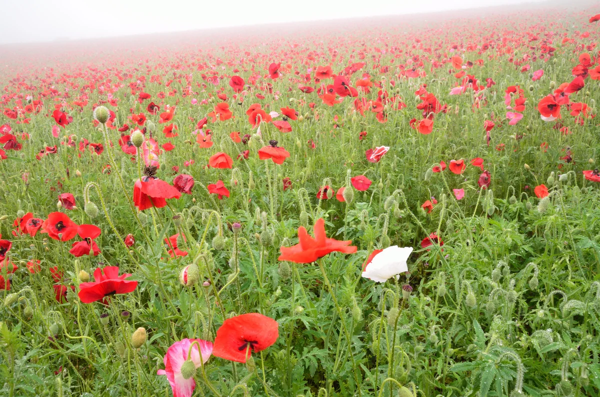 投稿写真：霧の中のポピー