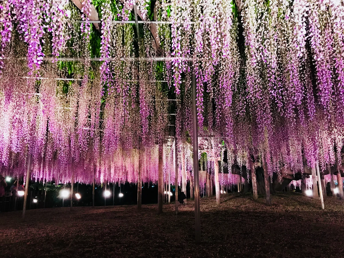 投稿写真：藤色のオーロラ