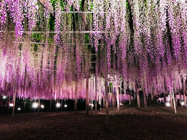 投稿：藤色のオーロラ