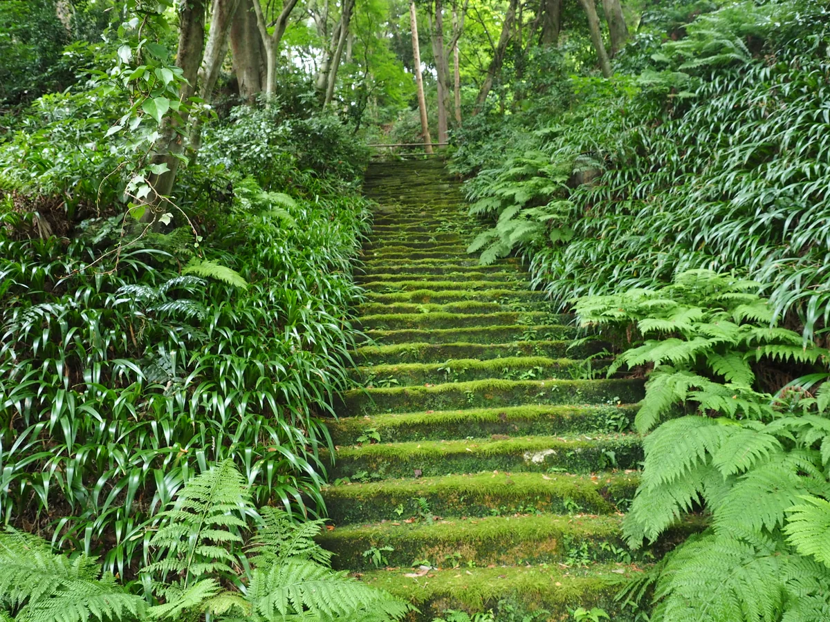 投稿写真：苔に覆われた石段