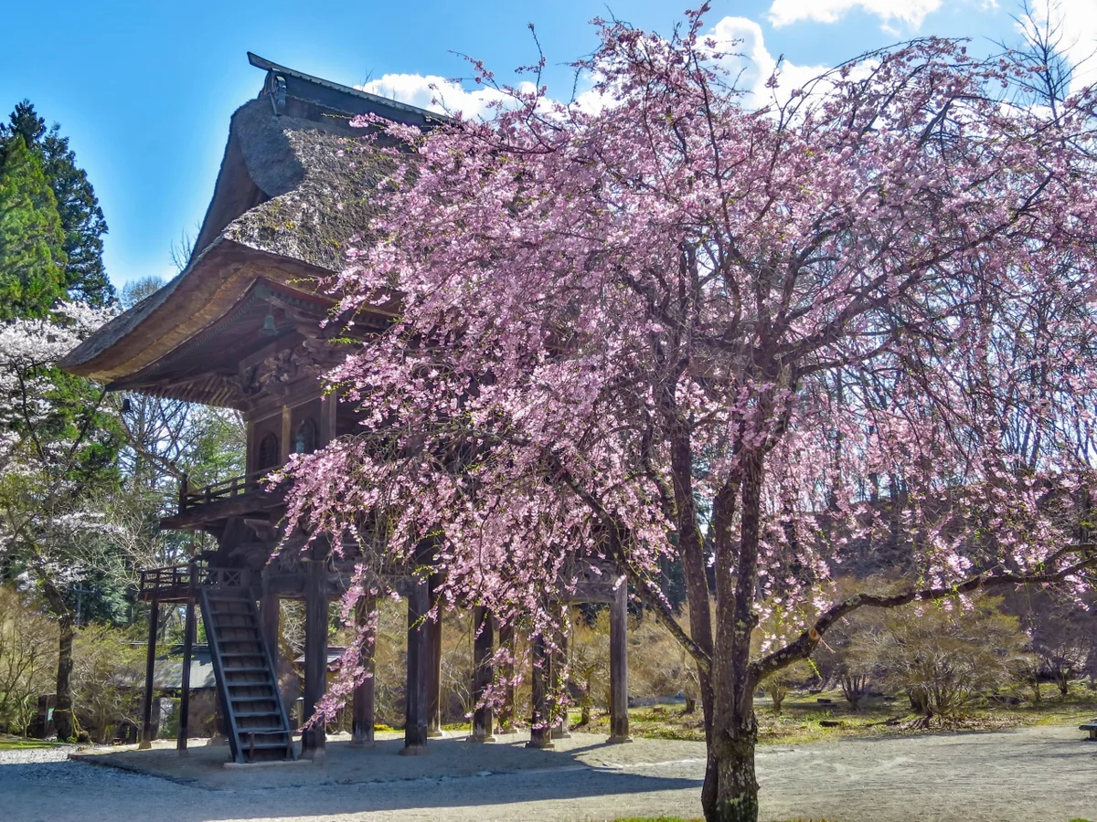 投稿写真：満開のベニシダレザクラと山門