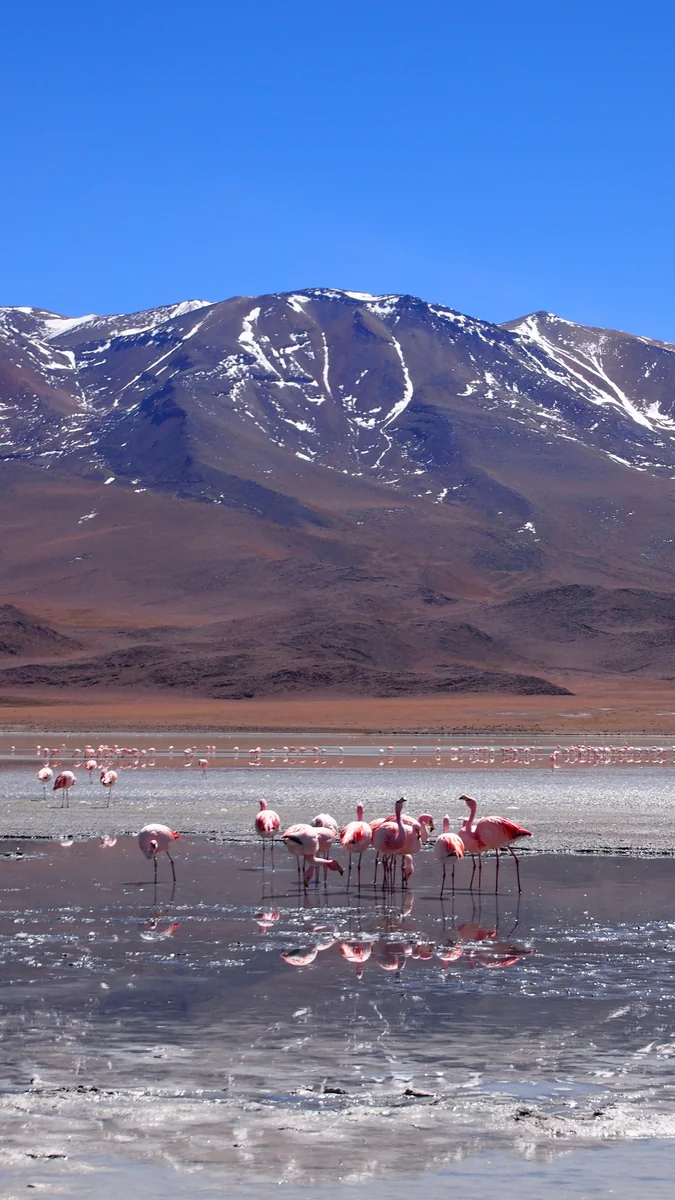 投稿写真：フラミンゴ＠南米