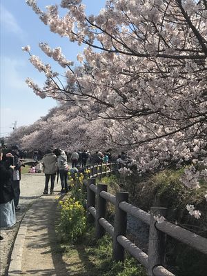 投稿：一足早い桜