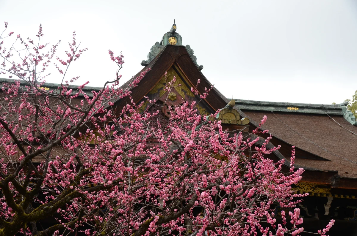 投稿写真：北野天満宮　紅梅
