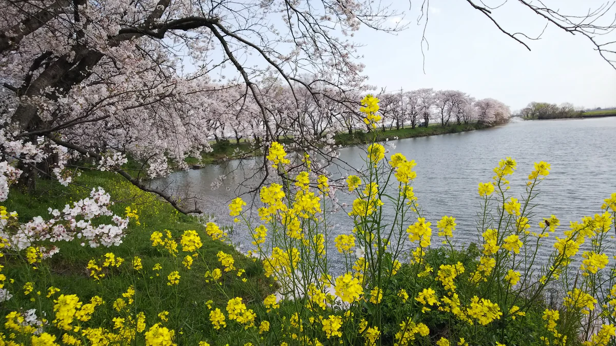 投稿写真：水郷の桜