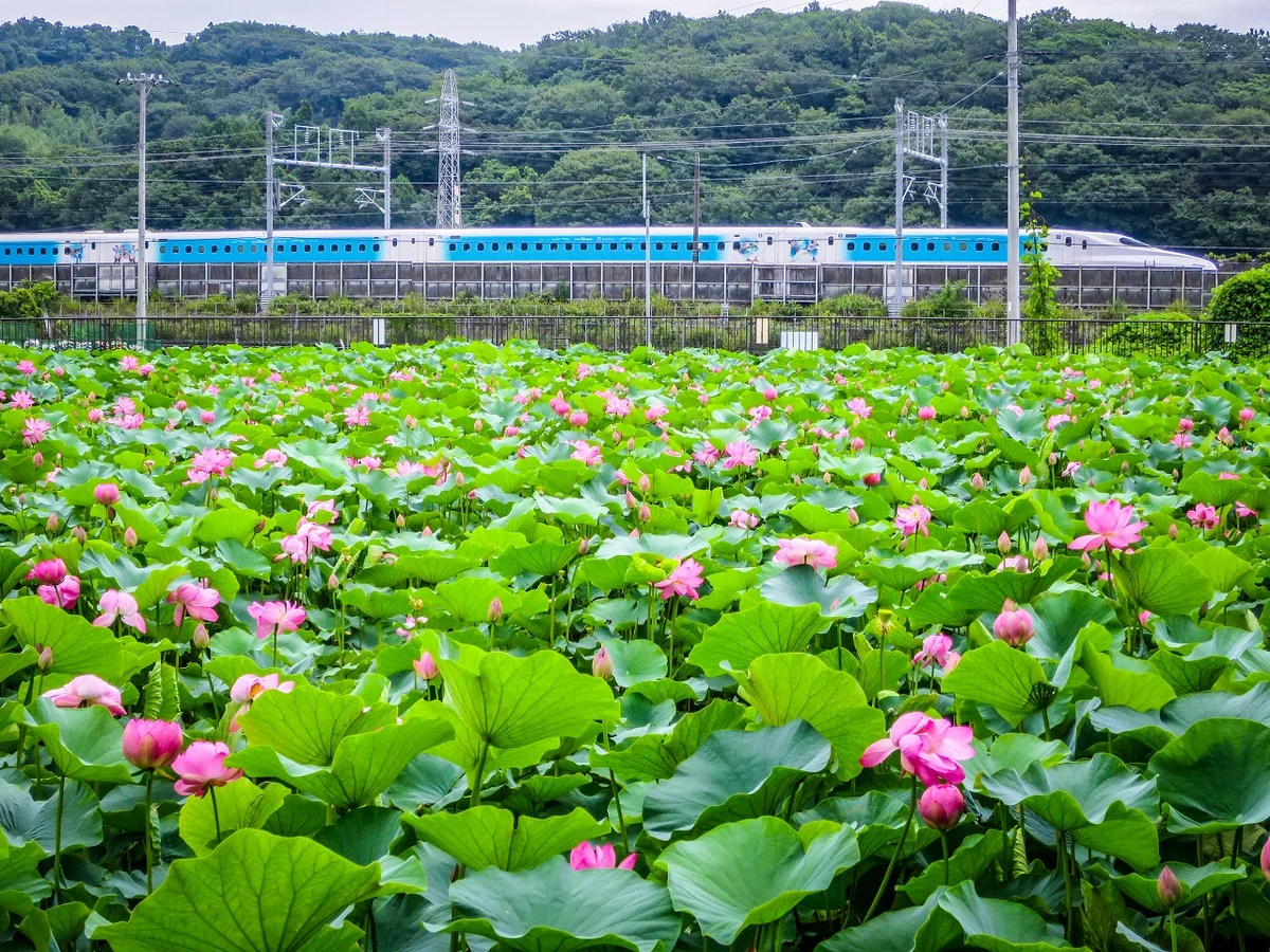 投稿写真：ディズニー新幹線とハスの花