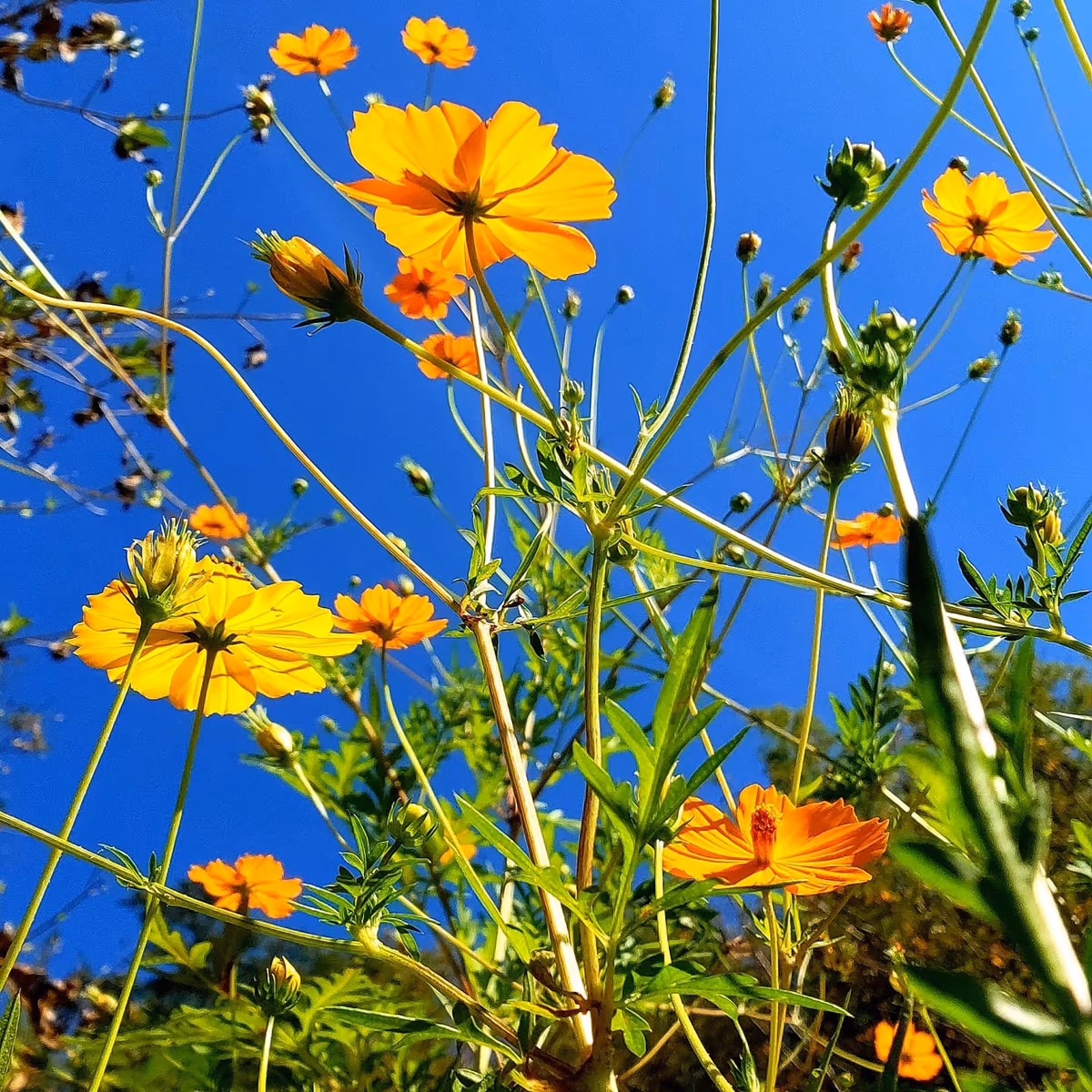 投稿写真：オレンジ色の花