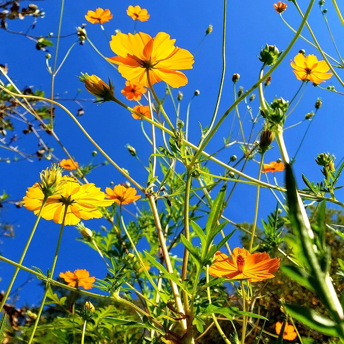 投稿写真：オレンジ色の花