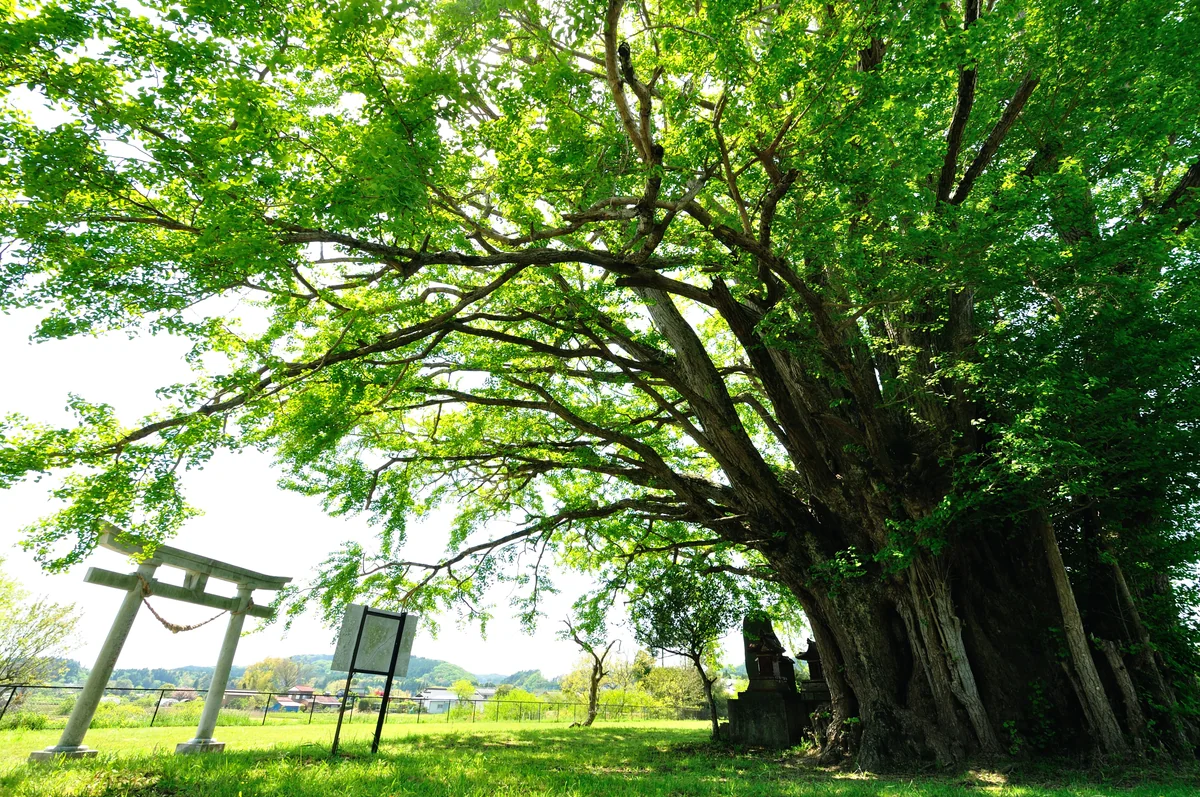 投稿写真：市原市 本郷の大銀杏