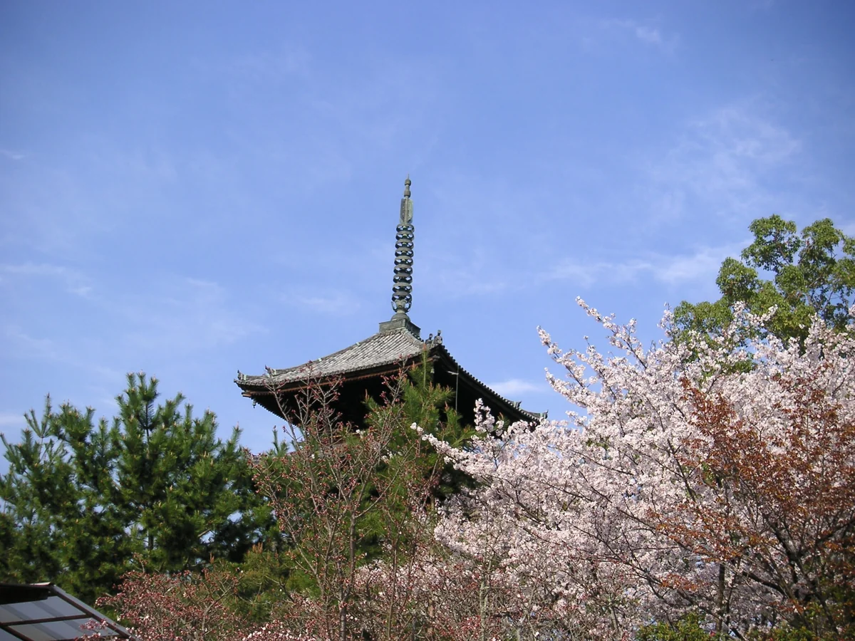 投稿写真：のどかな春