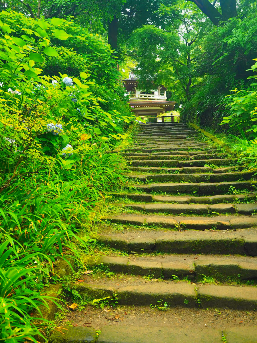 投稿写真：浄智寺参道