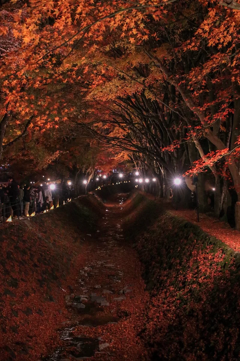 投稿写真：紅葉のトンネル