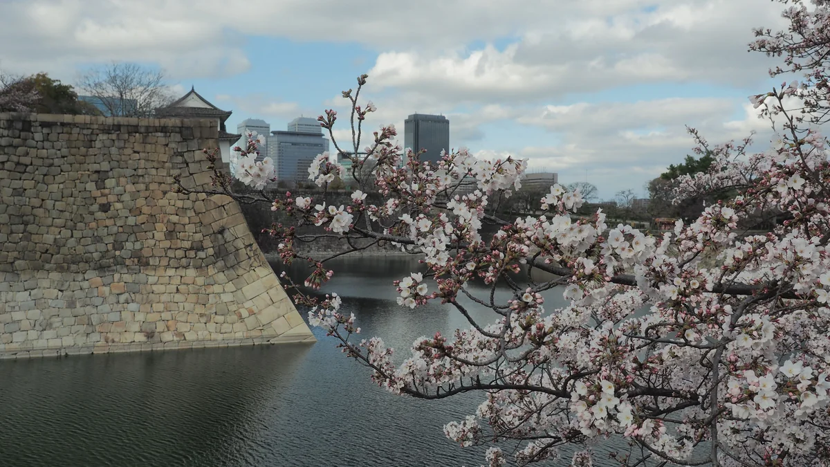 投稿写真：大阪城　外濠と桜