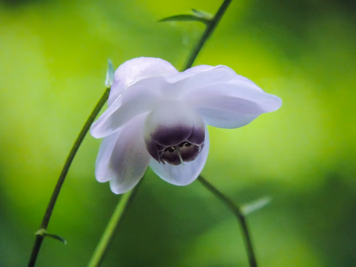 投稿写真：レンゲショウマ
