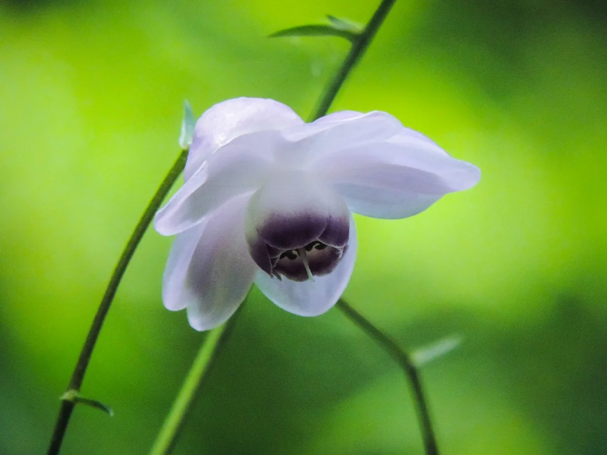 投稿写真：レンゲショウマ