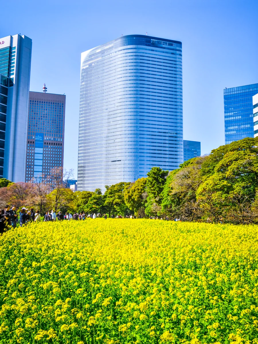 投稿写真：都心の菜の花畑②