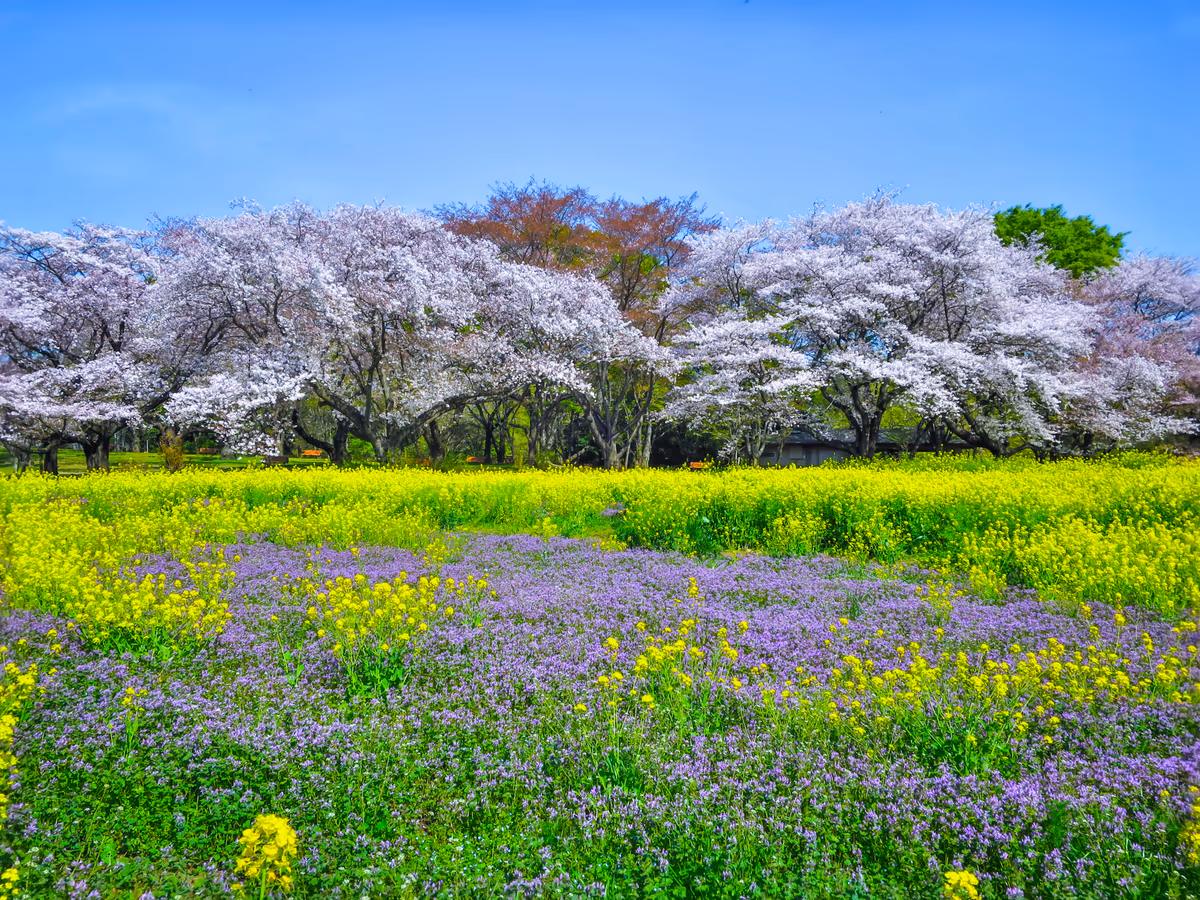 投稿写真：Flower Festival 2023~桜と菜の花